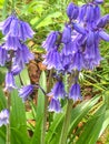 Hyacinthoides hispanica, the Spanish bluebel