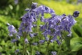 Hyacinthoides hispanica. Spanish bluebell spring flowering flowers. Royalty Free Stock Photo