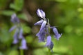 Hyacinthoides, known  as bluebells. Royalty Free Stock Photo