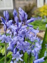 Hyacinthoides nonscripta in a beautiful garden