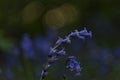 Hyacinthoides non-scripta Closeup with sun bokeh