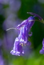 spring flowering bluebell Royalty Free Stock Photo