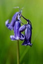 spring flowering bluebell Royalty Free Stock Photo