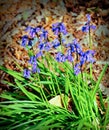 Hyacinthoides non-scripta more commonly the English Bluebell.