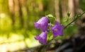 Hyacinthoides non-scriptus - Summer flowers - Bluebell in forest