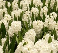 Hyacinths Royalty Free Stock Photo