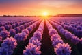 Hyacinths bloom in fields under a breathtaking, fiery sunsets beauty