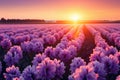 Hyacinths bloom in fields under a breathtaking, fiery sunsets beauty