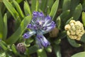 Hyacinths bloom in the spring, close-up