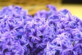 Hyacinths Royalty Free Stock Photo