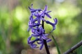 Hyacinths blue closeup