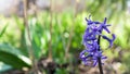 Hyacinths blue closeup
