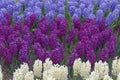 Hyacinths Royalty Free Stock Photo