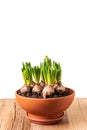 Hyacinths with buds growing in terracotta flower pot on rustic wooden table isolated against white background. Spring flowers Royalty Free Stock Photo