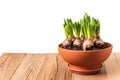 Hyacinths with buds growing in terracotta flower pot on rustic wooden table isolated against white background. Spring flowers. Royalty Free Stock Photo