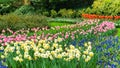 Hyacinths, daffodils and tulips in the garden in spring on a sunny day. Beautiful flower bed with bulbous plants. An abundance of Royalty Free Stock Photo