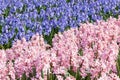 Hyacinths field in Holland