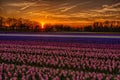 Hyacinths Field at Sunset Royalty Free Stock Photo