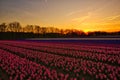 Hyacinths Field at Sunset