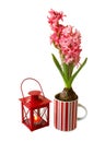 Hyacinths and flashlight on a white background Royalty Free Stock Photo