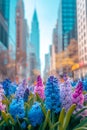 Hyacinths in the flowerbed greening the Cityscape Royalty Free Stock Photo