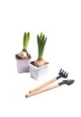 hyacinths in flowerpots and gardening tools isolated against white background flat lay Royalty Free Stock Photo