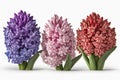 Hyacinths : These fragrant flowers come in a variety of colors.