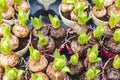 Hyacinths growing in pots. Hyacinth bulbs with fresh leaves at farmers gardening market. Floriculture for Home and garden decor in Royalty Free Stock Photo