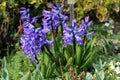 Hyacinths or Hyacinthus flowering plants full of blue blooming flowers covered with raindrops from spring shower Royalty Free Stock Photo