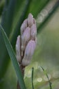 Hyacinths (Hyacinthus) - hyacinth buds