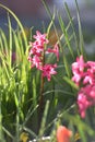 Hyacinths (Hyacinthus)