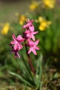 Hyacinths (Hyacinthus)