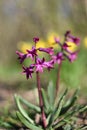 Hyacinths (Hyacinthus)