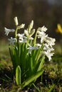 Hyacinths (Hyacinthus)