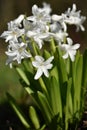 Hyacinths (Hyacinthus)