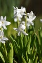 Hyacinths (Hyacinthus)