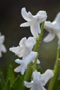 Hyacinths (Hyacinthus)