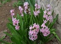 Hyacinths with many beautiful pink flowers in the spring Royalty Free Stock Photo