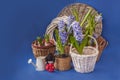 Hyacinths next to the watering can and Kokeshi mass production on a blue background