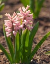 Hyacinths pink in the botanical garden