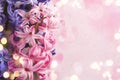 Hyacinths. Spring flowers.Spring Background