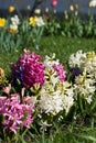 Hyacinth and tulips in a garden arrangement 