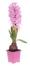 Hyacinthus Royalty Free Stock Photo
