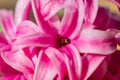 Pink Hyacinthus bulbous in spring natural light