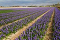 Hyacinthus field in Holland Royalty Free Stock Photo