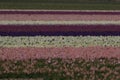 Hyacinthus field, Holland Royalty Free Stock Photo