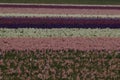 Hyacinthus field, Holland Royalty Free Stock Photo