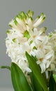 Hyacinthus flower Royalty Free Stock Photo