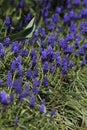 Spring Hyacinthus flowers as a background Royalty Free Stock Photo