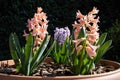 Hyacinthus is a genus of plants from the Asparagaceae family Royalty Free Stock Photo